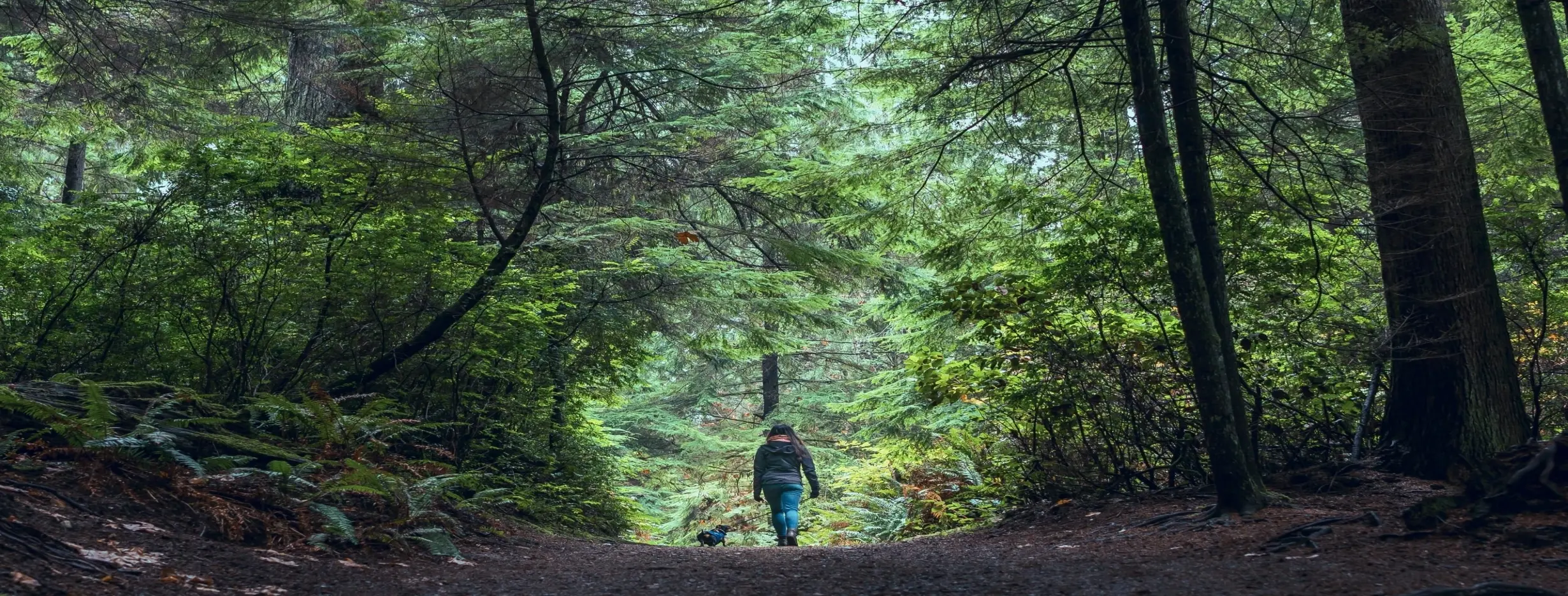 Image for Rainforest Hiking